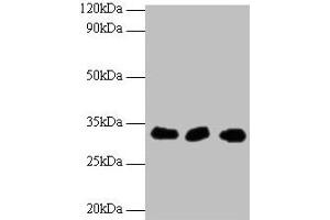 Western blot All lanes: HUS1 antibody at 2 μg/mL Lane 1: Hela whole cell lysate Lane 2: 293T whole cell lysate Lane 2: A431 whole cell lysate Secondary Goat polyclonal to rabbit IgG at 1/10000 dilution Predicted band size: 32, 30 kDa Observed band size: 32 kDa (HUS1 Antikörper  (AA 2-280))
