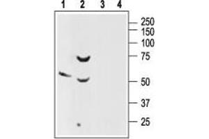 Western blot analysis of rat brain (lanes 1 and 3) and pancreas (lanes 2 and 4) lysates: - 1. (SSTR2 Antikörper  (Extracellular, N-Term))