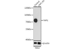 Western blot analysis of extracts from normal (control) and YAP1 knockout (KO) HeLa cells using YAP1 Polyclonal Antibody at dilution of 1:1000. (YAP1 Antikörper)