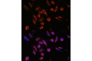 Immunofluorescence analysis of L929 cells using COL4BP antibody (ABIN7266461) at dilution of 1:100.