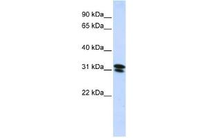 WB Suggested Anti-RNF182 Antibody Titration:  0. (RNF182 Antikörper  (N-Term))