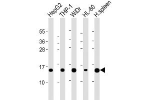 Western Blot at 1:2000 dilution Lane 1: HepG2 whole cell lysate Lane 2: THP-1 whole cell lysate Lane 3: WiDr whole cell lysate Lane 4: HL-60 whole cell lysate Lane 5: Human spleen lysate Lysates/proteins at 20 ug per lane. (LYZ Antikörper  (C-Term))