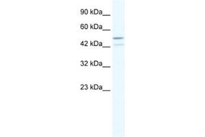 Western Blotting (WB) image for anti-TAF5-Like RNA Polymerase II, P300/CBP-Associated Factor (PCAF)-Associated Factor, 65kDa (TAF5L) antibody (ABIN2460505) (TAF5L Antikörper)