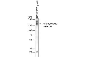 Western blotting analysis of human HDAC6 by mouse monoclonal antibody 236 in HEK-293T cell line under reducing conditions. (HDAC6 Antikörper)