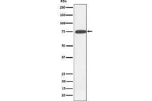 Western blot analysis of GNE expression in K562 cell lysate.