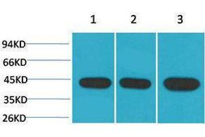 Western Blotting (WB) image for anti-alpha-SMA antibody (ABIN3179030) (alpha-SMA Antikörper)