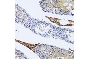 Immunohistochemistry of paraffin-embedded rat testis using FMOD antibody. (Fibromodulin Antikörper)