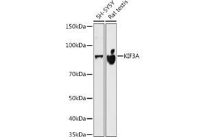 Western blot analysis of extracts of various cell lines, using KIF3A antibody (ABIN7268132) at 1:500 dilution. (KIF3A Antikörper)