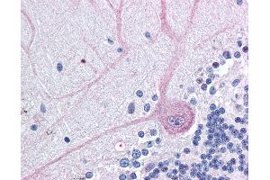 Anti-BAG4 / SODD antibody IHC of human brain, cerebellum. (BAG4 Antikörper  (N-Term))