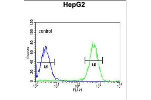 Flow cytometric analysis of HepG2 cells (right histogram) compared to a negative control cell (left histogram). (Tescalcin Antikörper  (C-Term))