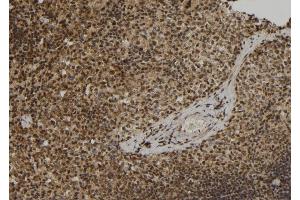 ABIN6279877 at 1/100 staining Mouse spleen tissue by IHC-P. (ELOF1 Antikörper  (Internal Region))