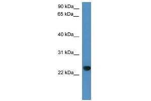 Capsl antibody used at 0. (CAPSL Antikörper  (C-Term))