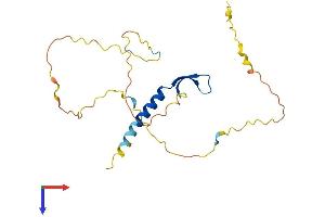BCL7B Protein (AA 1-202) (His tag)