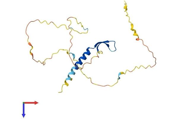 BCL7B Protein (AA 1-202) (His tag)