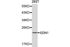 Western blot analysis of 293T cell lysate using EDN1 antibody. (Endothelin 1 Antikörper  (AA 18-212))