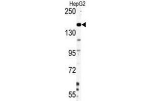 Image no. 1 for anti-Nestin (NES) antibody (ABIN357404) (Nestin Antikörper)
