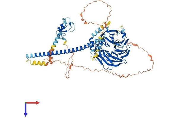 RFWD2 Protein (AA 1-731) (His tag)