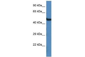 WB Suggested Anti-Oasl1 Antibody   Titration: 1. (OASL Antikörper  (C-Term))