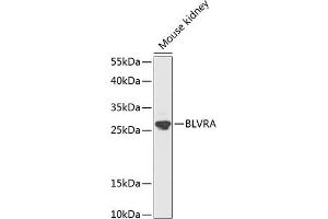 Western blot analysis of extracts of mouse kidney, using BLVRA antibody (ABIN1678871, ABIN3018072, ABIN3018073 and ABIN6220352) at 1:1000 dilution. (Biliverdin Reductase Antikörper  (AA 1-296))