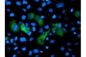 Anti-GPHN mouse monoclonal antibody (ABIN2454096) immunofluorescent staining of COS7 cells transiently transfected by pCMV6-ENTRY GPHN (RC205986). (Gephyrin Antikörper)
