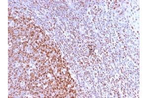 Formalin-fixed, paraffin-embedded human Tonsil stained with Pan-Nuclear Antigen Monoclonal Antibody (NM2984R). (Rekombinanter Nuclear Antigen (Pan-Nuclear Marker) Antikörper)