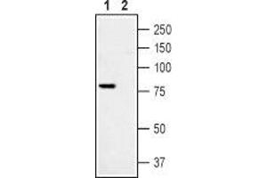 Western blot analysis of Rat DRG lysate: - 1. (TRPV1 Antikörper  (C-Term, Intracellular))