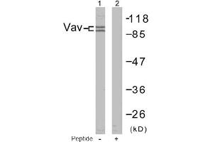 Image no. 1 for anti-Vav 1 Oncogene (VAV1) (Tyr174) antibody (ABIN197375) (VAV1 Antikörper  (Tyr174))