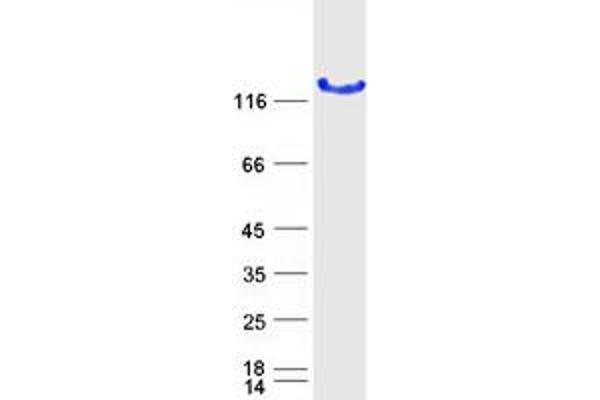 LRRC50 Protein (Myc-DYKDDDDK Tag)