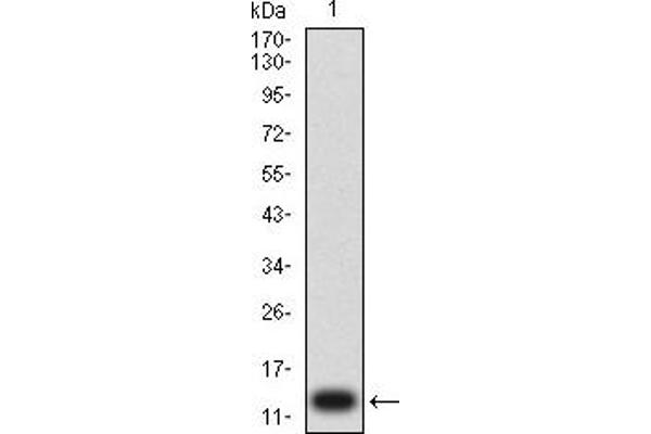 P2RY1 antibody