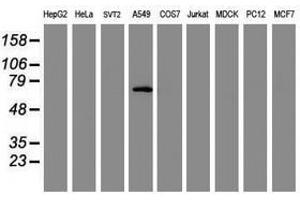 Image no. 2 for anti-Tripartite Motif Containing 9 (TRIM9) (AA 284-669) antibody (ABIN1491330) (TRIM9 Antikörper  (AA 284-669))