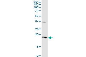 Western Blotting (WB) image for anti-Prostaglandin E Synthase (PTGES) (AA 1-152) antibody (ABIN523024)