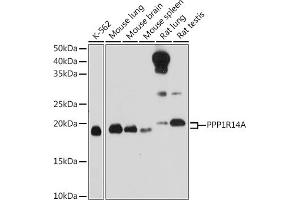 Western blot analysis of extracts of various cell lines, using PPP1R14A Rabbit pAb (ABIN6129448, ABIN6146065, ABIN6146066 and ABIN6214316) at 1:1000 dilution. (CPI-17 Antikörper  (AA 1-147))