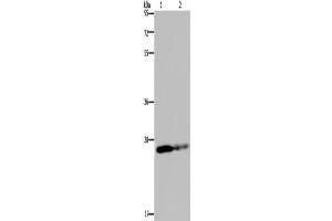 Western Blotting (WB) image for anti-Glutathione S-Transferase pi 1 (GSTP1) antibody (ABIN2423572) (GSTP1 Antikörper)