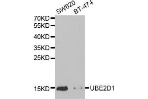 Western blot analysis of extracts of various cell lines, using UBE2D1 antibody (ABIN5971011) at 1/1000 dilution. (UBE2D1 Antikörper)