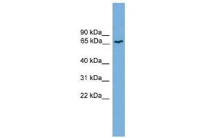 Western Blot showing MRE11A antibody used at a concentration of 1-2 ug/ml to detect its target protein.