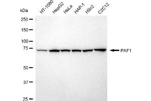 anti-Paf1, RNA Polymerase II Associated Factor, Homolog (PAF1) antibody
