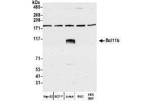 Western Blotting (WB) image for anti-B-Cell CLL/lymphoma 11B (Zinc Finger Protein) (BCL11B) (AA 1-50) antibody (ABIN7449872)