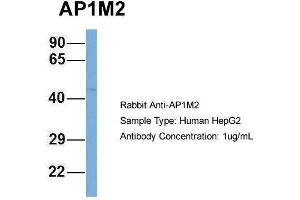 Human HepG2; Host:Rabbit. (AP1m2 Antikörper  (N-Term))