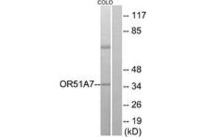 Western blot analysis of extracts from COLO cells, using OR51A7 Antibody. (OR51A7 Antikörper  (AA 232-281))