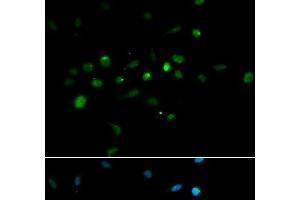 Immunofluorescence analysis of A549 cells using TRIM63 Polyclonal Antibody