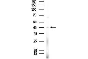 Western blot analysis of lysates from Rat lung, using OR51 Antibody at 1/1000 dilution.