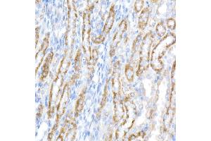 Immunohistochemistry of paraffin-embedded rat kidney using ACADS / SCAD Rabbit mAb (ABIN7265419) at dilution of 1:50 (40x lens). (ACADS Antikörper)