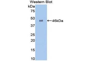 Western Blotting (WB) image for anti-Galactosidase, alpha (GLA) (AA 81-429) antibody (ABIN3201346) (GLA Antikörper  (AA 81-429))