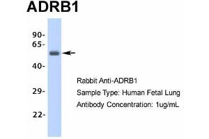 Host: Rabbit Target Name: ADRB1 Sample Type: Human Fetal Lung Antibody Dilution: 1. (ADRB1 Antikörper  (Middle Region))