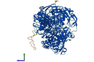 Protein Structure (PS) image for Aldehyde Oxidase 1 (AOX1) (AA 1-1338) protein (His tag) (ABIN7552123)