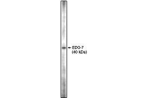 Western blot analysis using anti-EDG-7 CT antibody on RH7777 cell lysates transfected with full length human EDG-7 using Pierce Femto Signal substrate. (LPAR3 Antikörper  (C-Term))