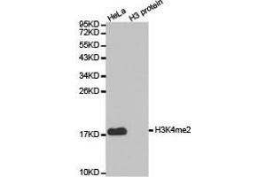 Western blot analysis of extracts of HeLa cell line and H3 protein expressed in E. (Histone 3 Antikörper  (H3K4me2))