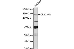 Western blot analysis of extracts of Rat liver, using CE antibody (ABIN7266083) at 1:500 dilution. (CEACAM1 Antikörper)