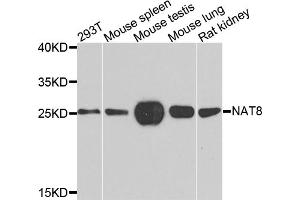 Western blot analysis of extracts of various cell lines, using NAT8 antibody. (NAT8 Antikörper)