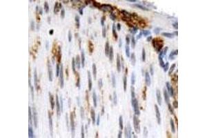 Immunohistochemical staining of OS9 on mouse smooth muscle using with OS9 polyclonal antibody . (OS9 Antikörper  (AA 300-400))